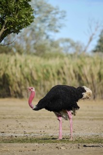 Common ostrich (Struthio camelus) male in the dessert, captive, distribution Africa