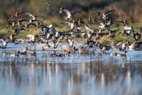 Eurasian Wigeon (Mareca penelope), birds in flight over Marshes at winter time