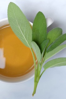 Sage tea in a cup and sage leaves (Salvia officinalis)