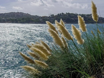 American pampas grass (Cortaderia selloana)