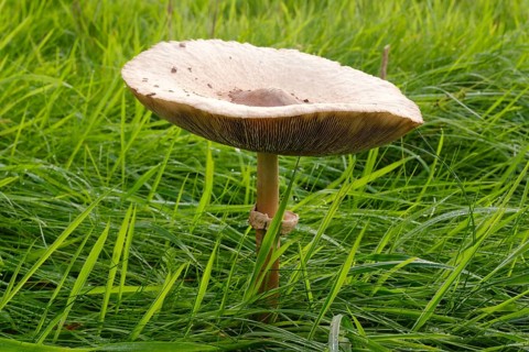 Giant umbrella mushroom in a meadow, parasol mushroom (Macrolepiota procera), mushroom, close-up,