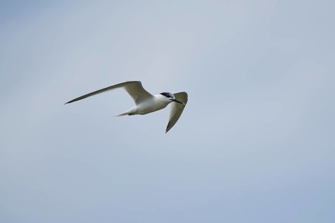 Gull-billed tern (Gelochelidon nilotica) flying in the sky, hunting, ebro delta, Catalonia, Spain,