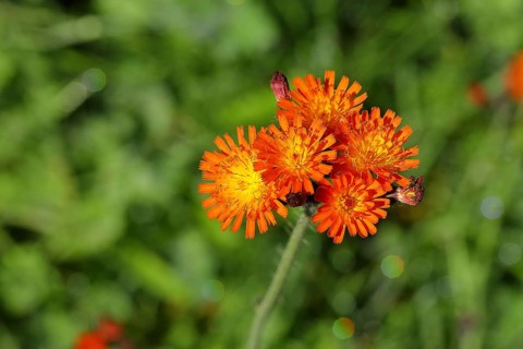 Fox-and-cubs (Hieracium aurantiacum), several flowers on a stem in a rough meadow, Wilnsdorf, North