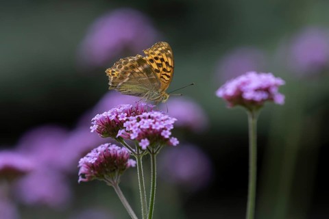 Silver-washed fritillary (Argynnis paphia) butterfly adult feeding on a garden Verbena flower,