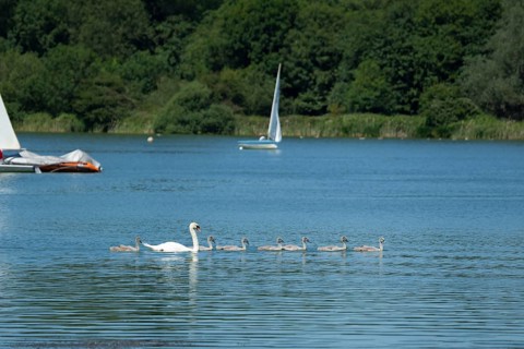 Mute swan (Cygnus olor) adult bird with seven juvenile cygnets swimming on a lake, Suffolk,