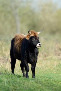 Heck cattle (Bos primigenius f. taurus), North Rhine-Westphalia, Germany, Europe
