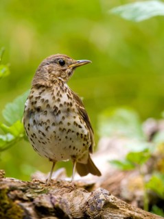 Song thrush (Turdus philomelos) sitting on a branch, Solms, Hesse, Germany, Europe