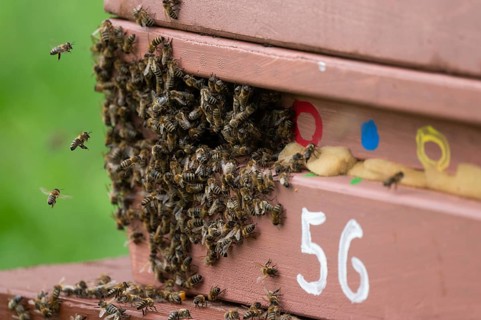 Western honey bee (Apis mellifera) at the hive, Thuringia, Germany, Europe