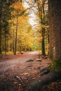 Path through the forest in autumn, Sommerberg, Bad Wildbad, Black Forest, Germany, Europe