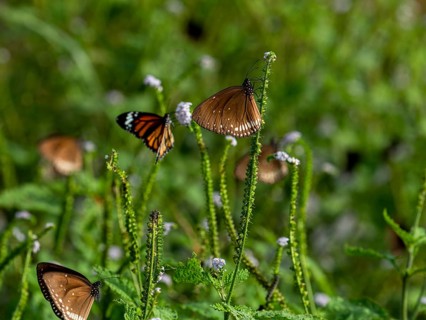 Swarm Euploekern or common Indian crow butterfly (sensu stricto), Sri Lanka, Asia