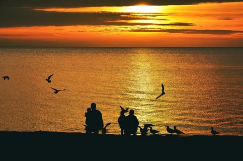 Family (silhouettes) feeding seagulls in the sunrise, Baltic Sea, Schleswig-Holstein, Germany,