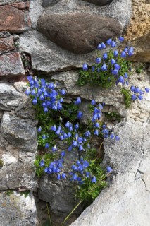 Bellflower (Campanula) on an old castle wall, Allgäu, Bavaria, Germany, Europe