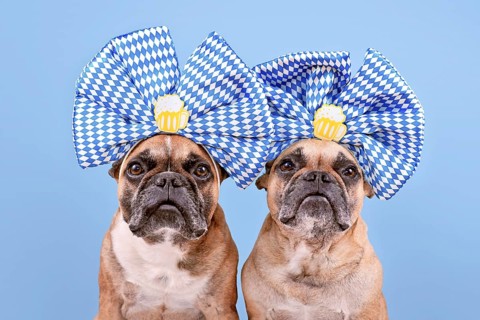 Oktoberfest French Bulldog dogs wearing large blue and white ribbons with beer mugs on head in