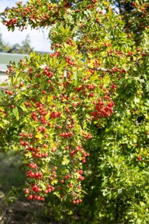 Fruits of hawthorn (Crataegus) on a branch, Saxony, Germany, Europe
