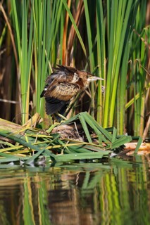 Little Bittern (Ixobrychus minutus), young bird, Middle Elbe Biosphere Reserve, Dessau-Roßlau,