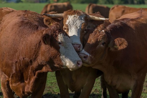 Buntscheck cows on pasture, Franconia, Bavaria, Germany, Europe