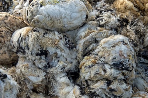 Bales of sheep's wool at the acceptance point for virgin wool from the Valais black-nosed sheep
