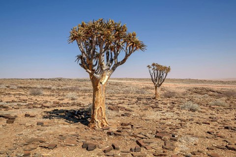 Quiver trees (Aloe dichotoma) in desert landscape, near Kuiseb-Canyon, Erongo region, Namibia,