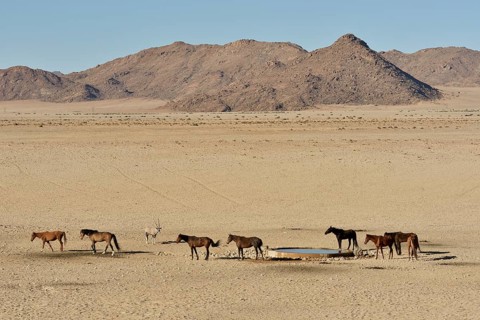 Desert Horses, Namib desert horses (Equus ferus) at the waterhole of Garub, near Aus, Karas Region,