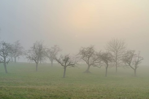 Meadow with fruit trees in the fog, Mönchberg, Spessart, Bavaria, Germany, Europe