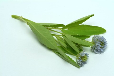 Flower of blue fenugreek, blue fenugreek, Trigonella caerulea, Meliotus coerulea, spice and