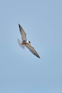 Elegant tern (Thalasseus elegans) flying in the sky above the sea, hunting, ebro delta, Catalonia,