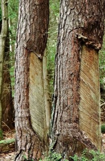 Tree resin extraction, forest, Germany, Europe