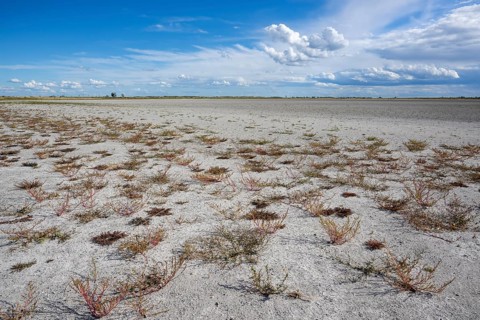 Heavily dried out Darscho or Warmsee, Lake Neusiedl-Seewinkel National Park, Burgenland, Austria,