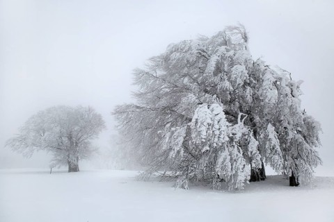 Old trees overloaded with snow, bending under snow load, driving snow, high key, white, Black