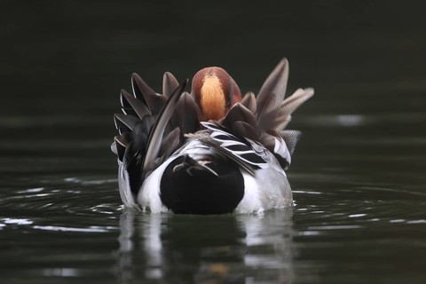 Wigeon (Mareca peneolope), male, swimming, from behind, preening plumage, Isental, Bavaria,