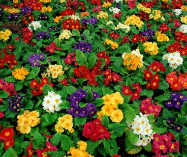 Primroses
