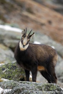 Chamois (Rupicapra rupicapra) amongst rocks in winter, Gran Paradiso National Park, Italian Alps,