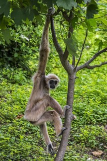 Lar gibbon, white-handed gibbon (Hylobates lar) climbing in tree, native to Indonesia, Laos,