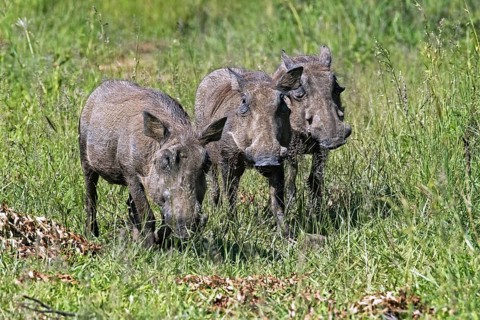 Three common warthogs (Phacochoerus africanus) on the savanna, Hluhluwe?Imfolozi Park, Game