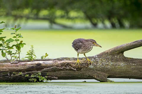 Black-crowned night-heron, black-capped night-heron (Nycticorax nycticorax) juvenile resting on