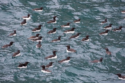 Thick-billed murres (Uria lomvia), Brünnich's guillemots swimming in sea, native to the sub-polar