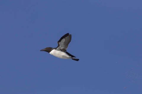 Thick-billed murre (Uria lomvia), Brünnich's guillemot in flight against blue sky, native to the