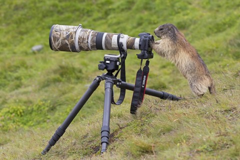 Curious Alpine marmot (Marmota marmota) behind wildlife photographer's Canon camera with large