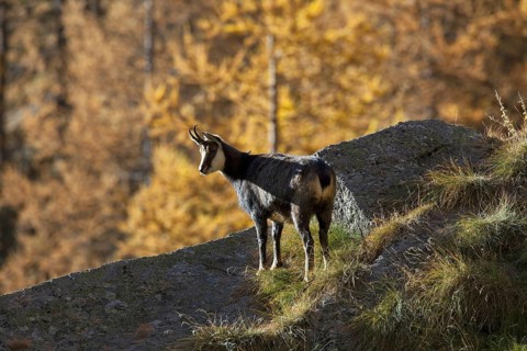 Chamois (Rupicapra rupicapra) on rock ridge looking over larch forest (Larix decidua) in autumn,