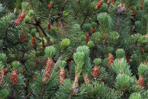 Swiss mountain pine, dwarf mountain pines (Pinus mugo) showing male flowers and developing cones,