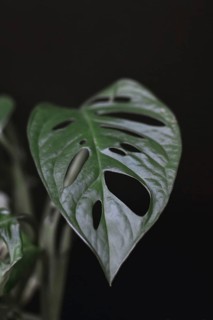 Close up of a tropical Monstera Adansonii or Swiss cheese vine plant leaf in front of black