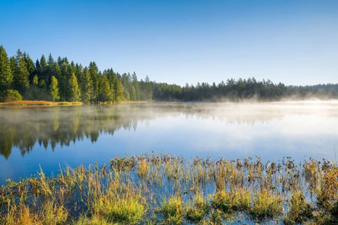 Wafts of mist over the mirror-smooth mire lake Étang de la Gruère in the canton of Jura,