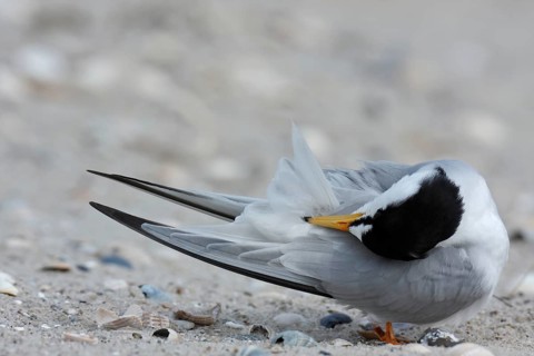 Little Tern (Sternula albifrons), grooming its feathers on the beach, Lower Saxony Wadden Sea