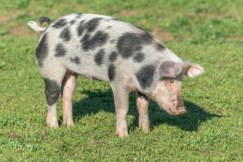 Dwarf pig in a pen in the spring. Alsace, France, Europe