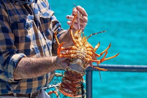 Hummer (Homarus), Bootsfahrt, Akaroa, Banks Peninsula, Canterbury, Neuseeland