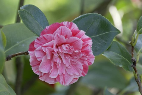 Camellia (Camellia japonica) 'Moshio', blossom