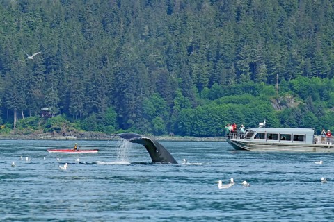 Descending humpback whale in front of small kayak and tourist boat, Inside Passage, Juneau, Alaska,