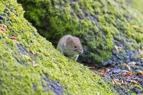 Bank vole (Clethrionomys glareolus) foraging on the forest floor