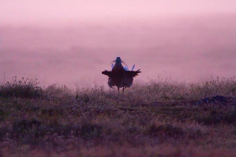 Great bustard (Otis tarda), male, Alentejo, Portugal, Europe