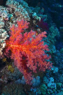 Hemprich's tree coral (Dendronephthya hemprichi), Elphinstone Reef dive site, Egypt, Red Sea,